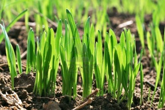 12566863-wheat-germ-spring-wheat-seedlings