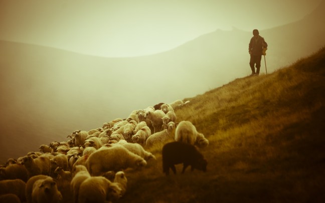 shepherds and sheep