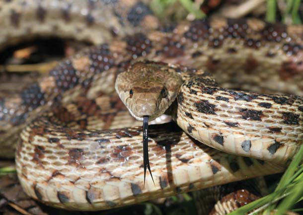 gopher-snake-imitates-rattler
